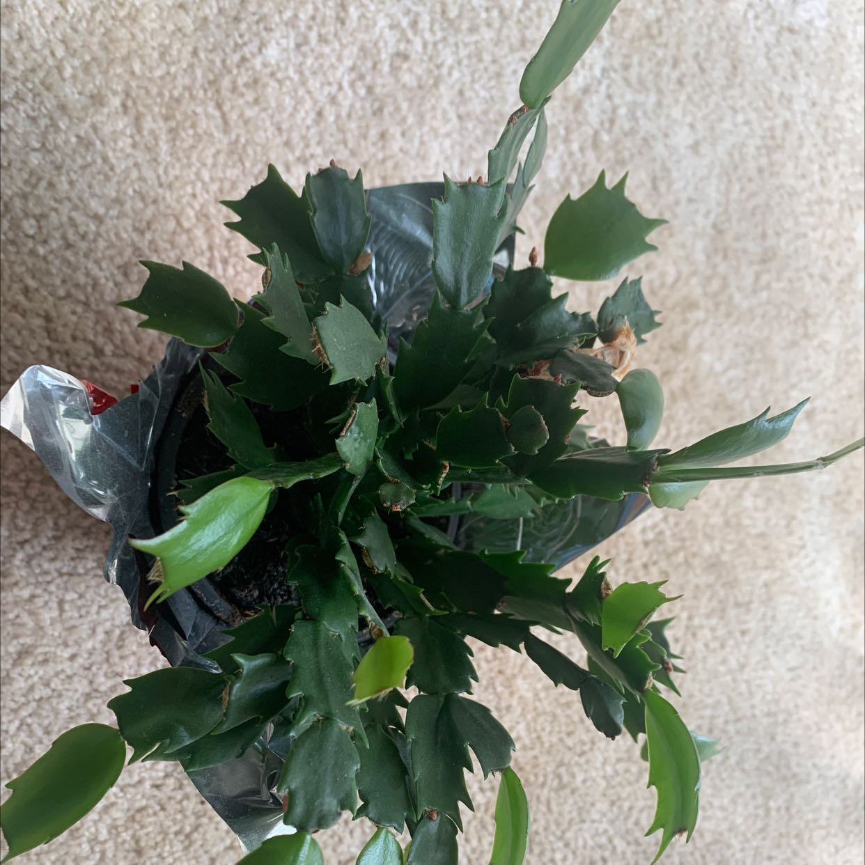 Christmas Cactus plant with green segmented leaves in a pot, no flowers visible.