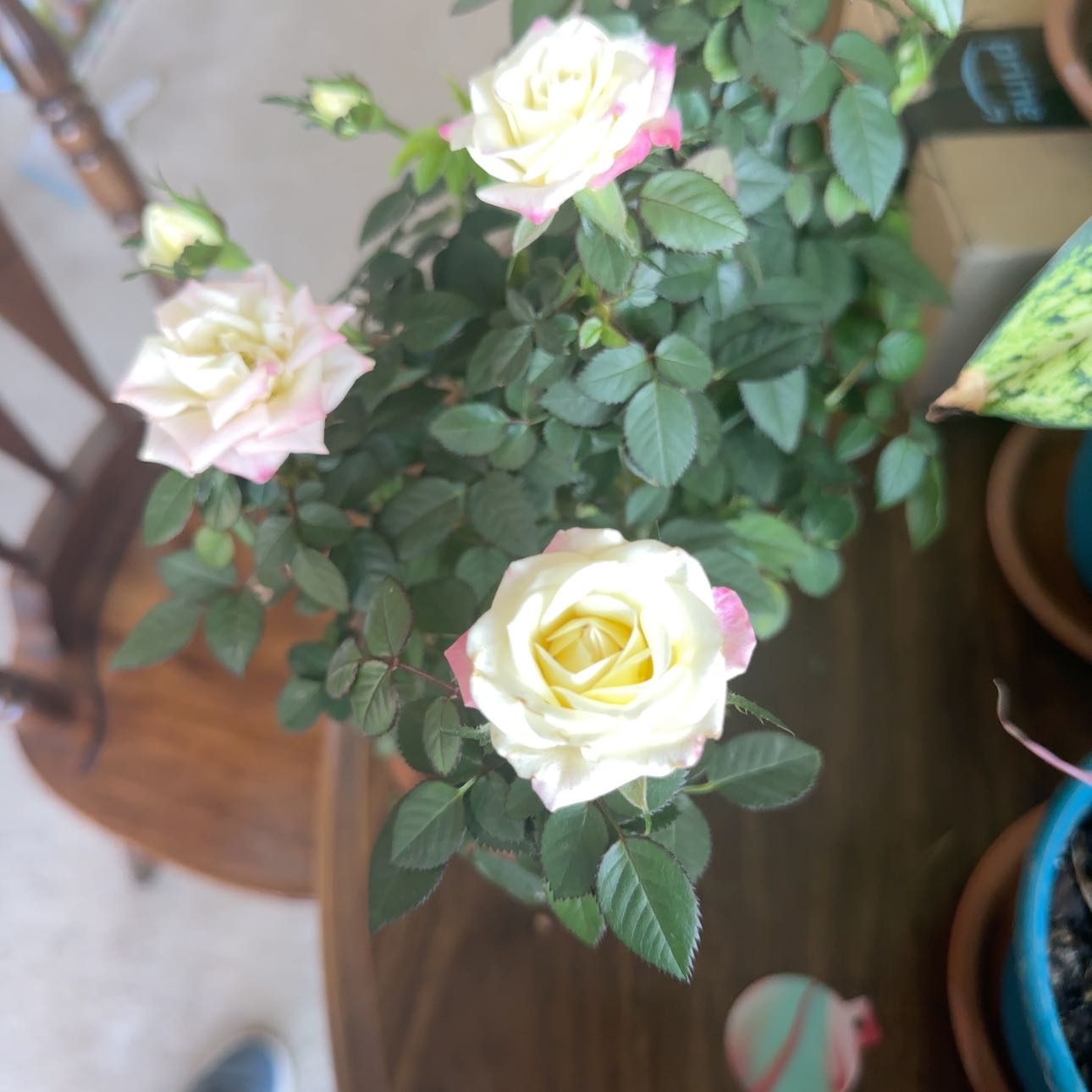 Photo of the plant species Parade Rose by @PrimalAjwain named Americus on Greg, the plant care app
