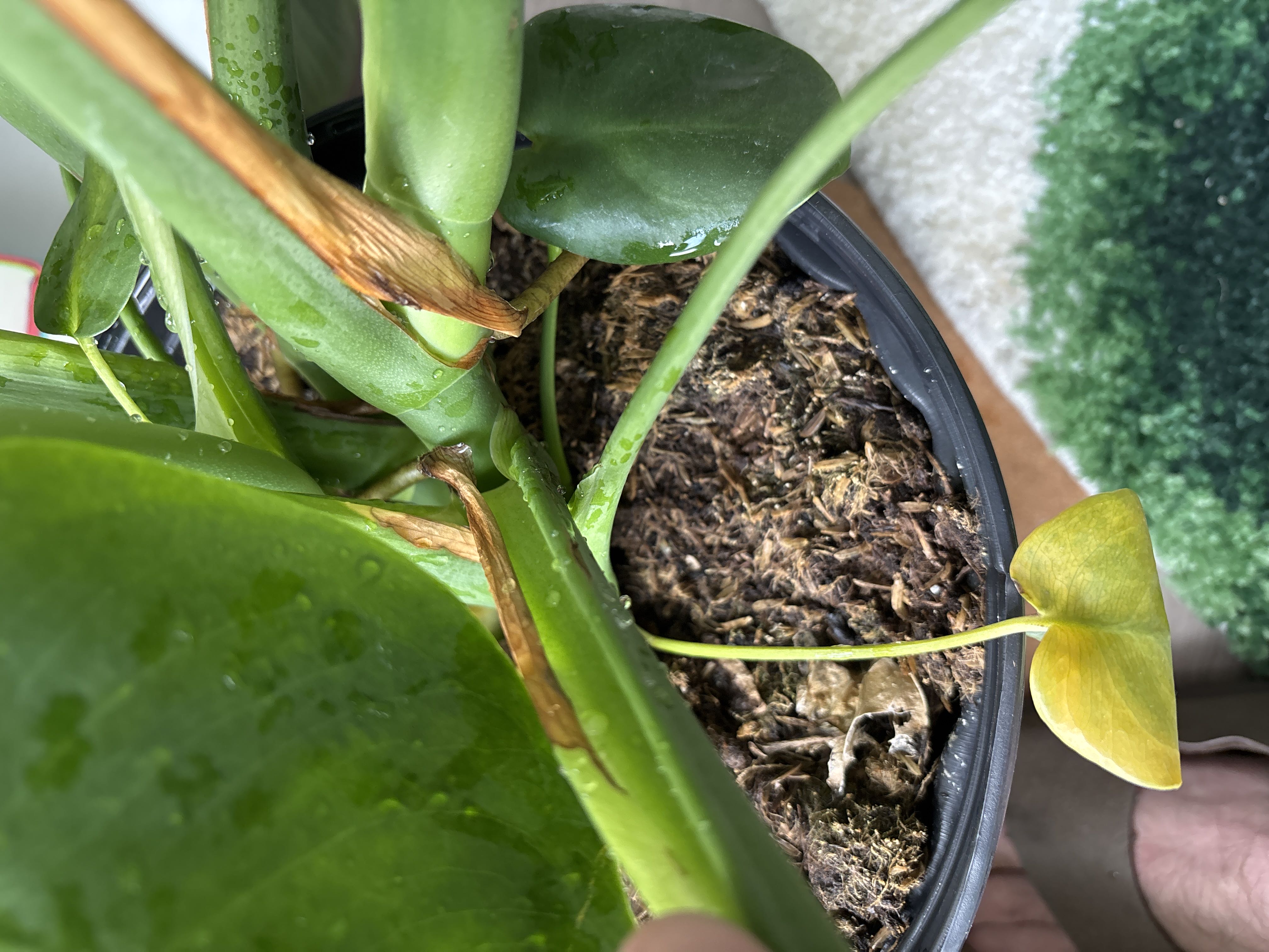 Photo from the post