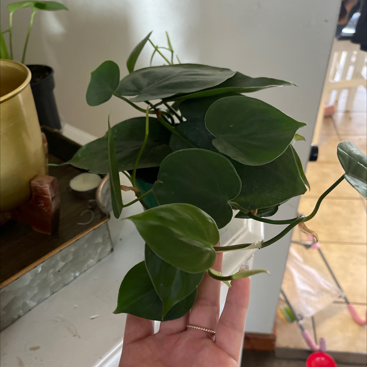 Philodendron cordatum plant with healthy green leaves, held by a hand.