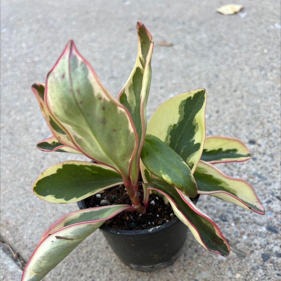 Photo of the plant species Jelly Plant by @Myindoorgarden named Elina on Greg, the plant care app