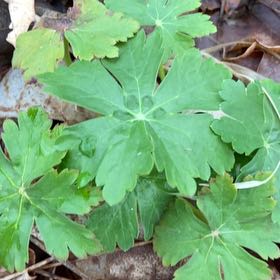 Why Are My Bigroot Geranium Leaves Droopy? 🥀