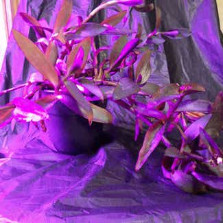 Purple Heart plant in Greenville, New York