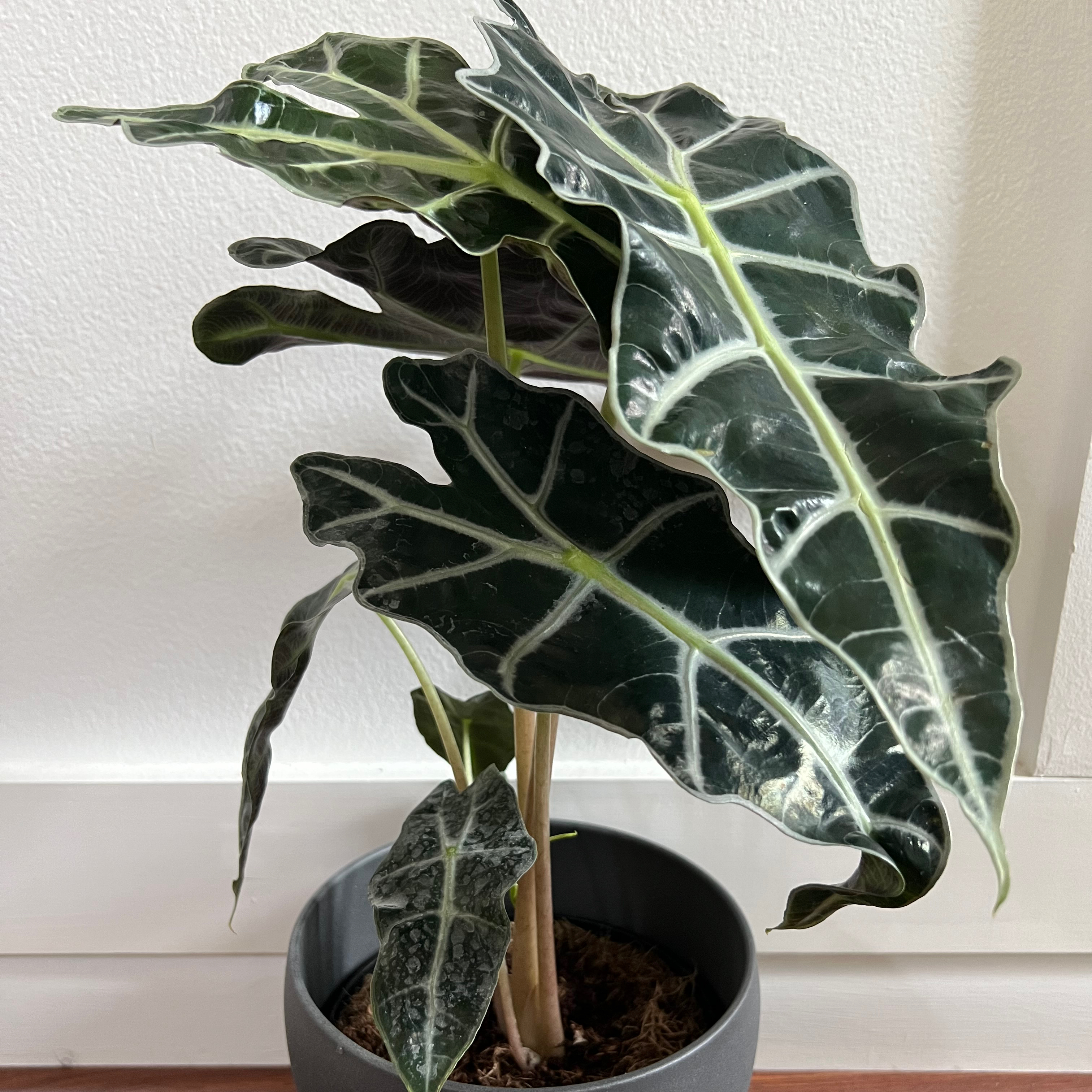 Photo of the plant species Alocasia Polly Plant by @Kia_Cop named Ikea on Greg, the plant care app