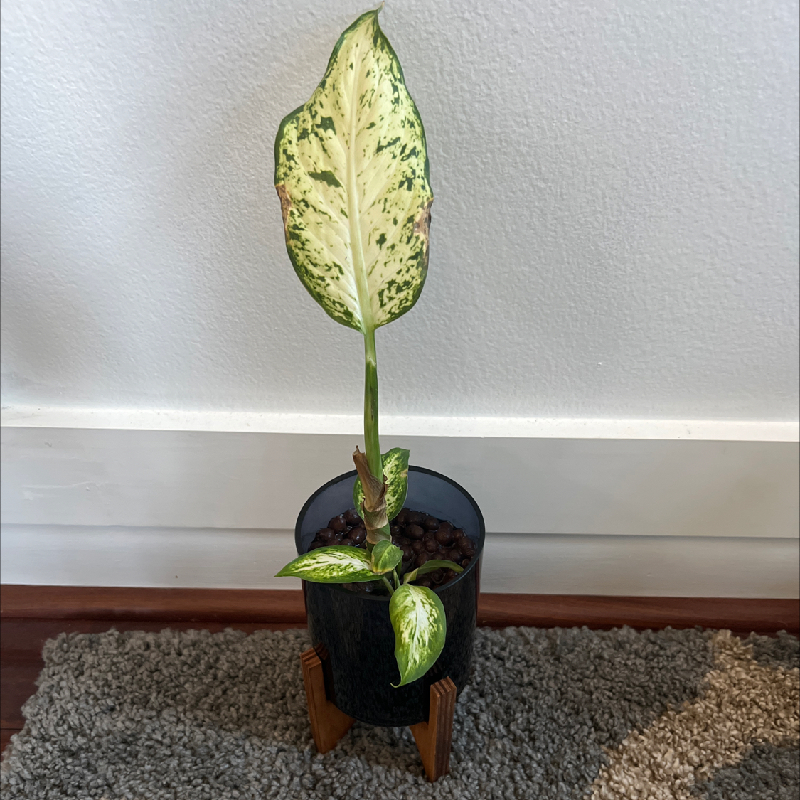 Dieffenbachia 'Compacta' plant with yellowing and browning leaf in a pot.