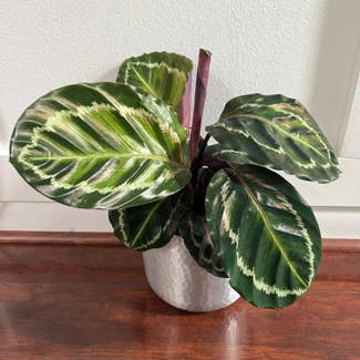 Rose Calathea plant in Somewhere on Earth