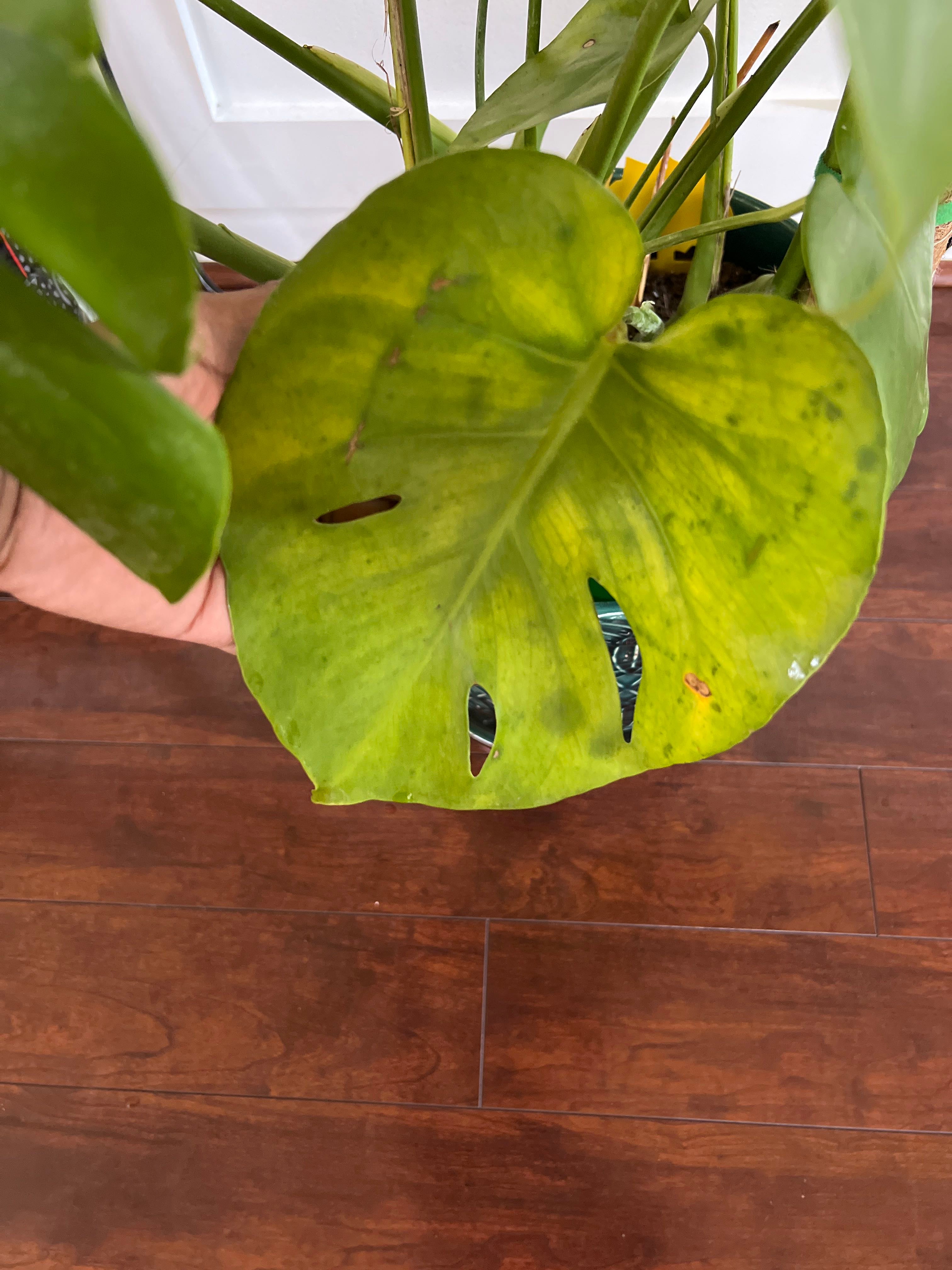 Monstera Stem Turning Yellow A Comprehensive Guide In 2024 Rororetreats