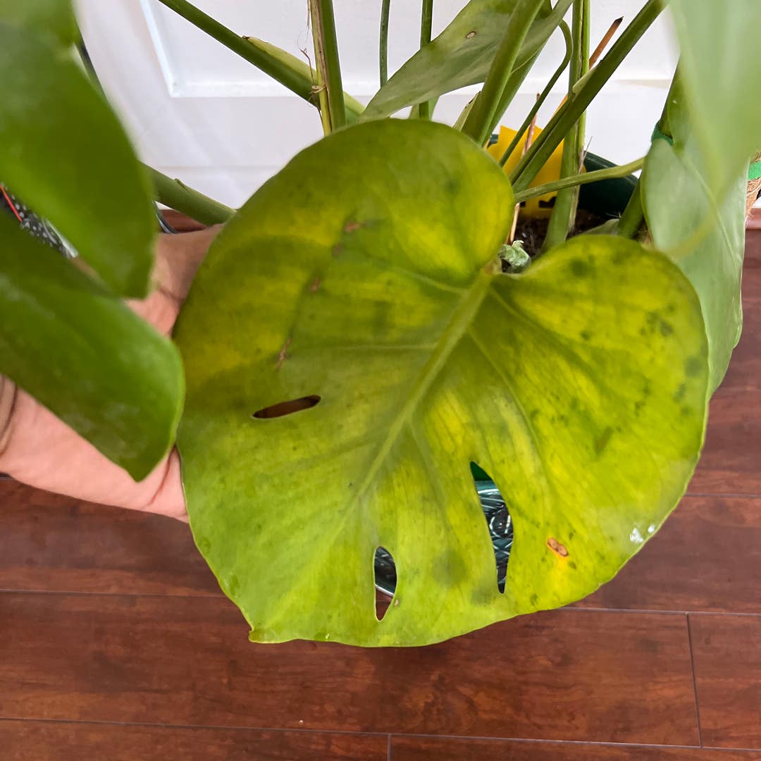 Monstera Stem Turning Yellow: How to Revitalize Your Plant