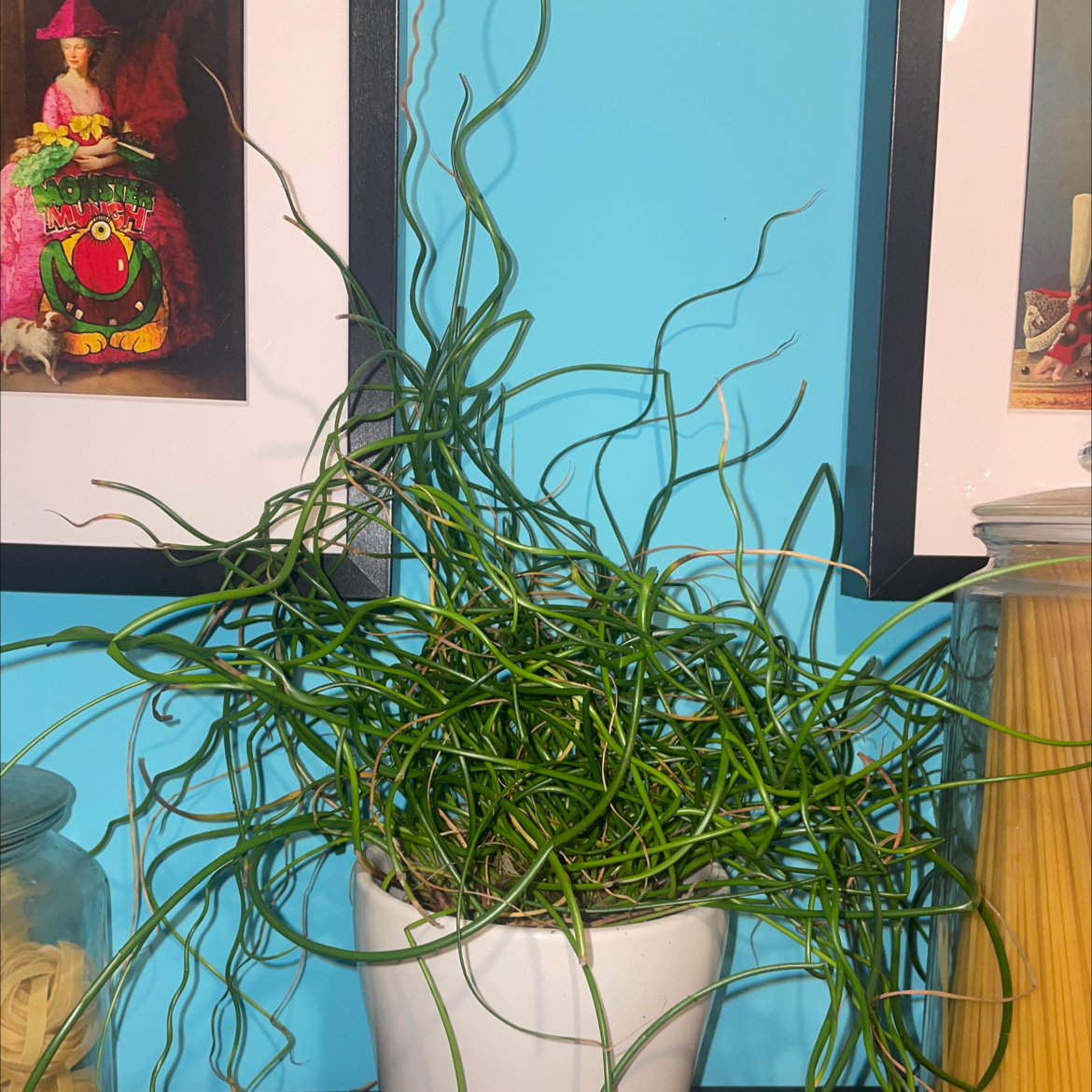 Corkscrew rush plant in a white pot with curly green stems, framed pictures in the background.