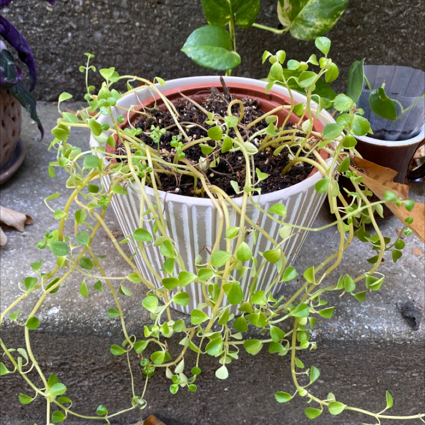 Pilea 'Aquamarine' plant in a pot with some yellowing and browning leaves.