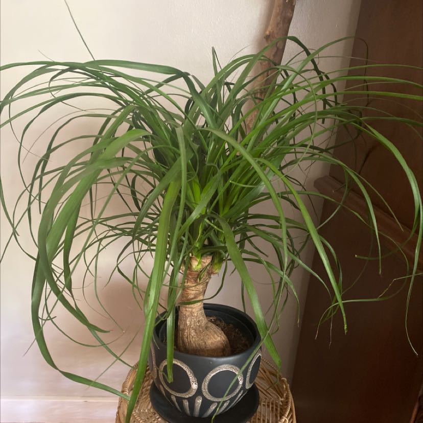 Photo of the plant species Ponytail Palm by Jessa named Princess Unicorn on Greg, the plant care app