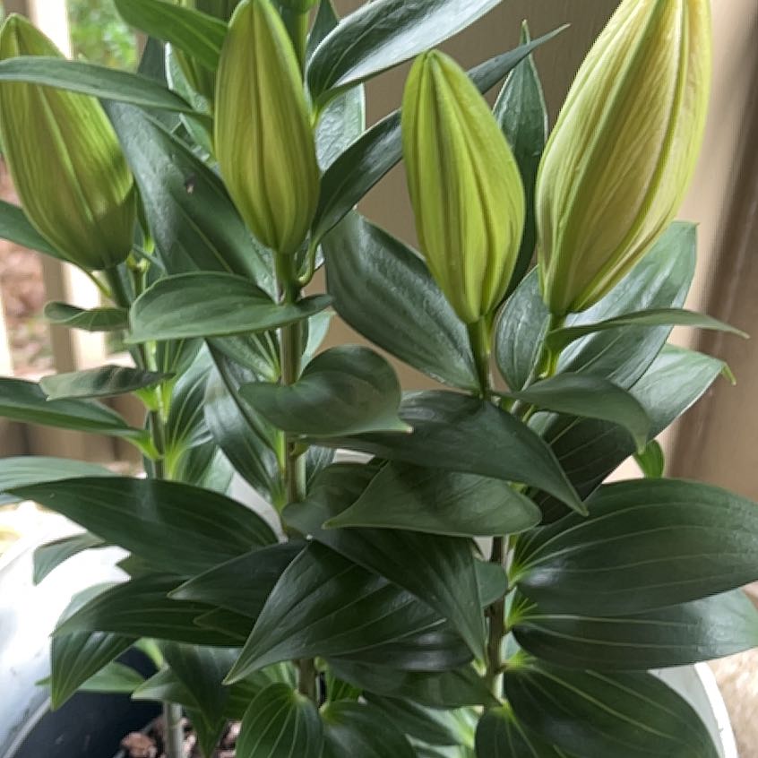 Tiger Lily plant with multiple unopened flower buds and healthy green leaves.