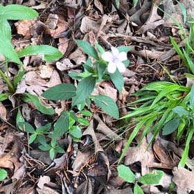 Photo of the plant species Philippine Violet by Jessa named Walt on Greg, the plant care app
