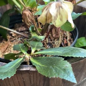 Photo of the plant species Lenten Rose by Jessa named Achilles on Greg, the plant care app