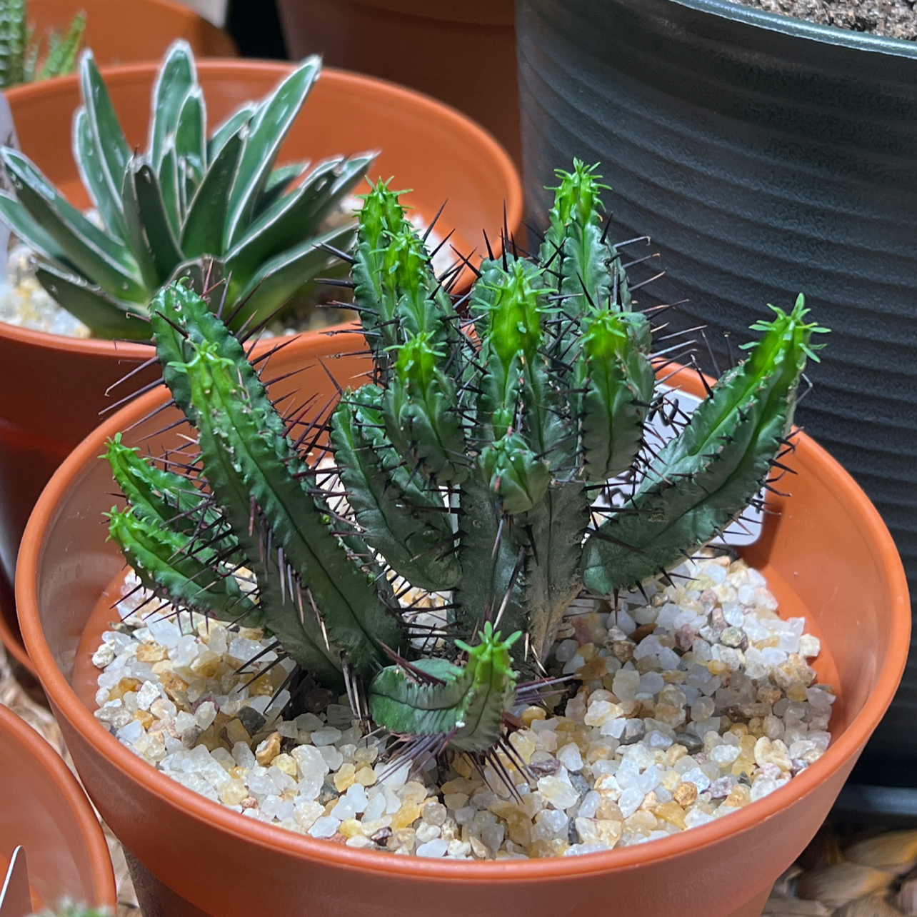 Photo of the plant species Euphorbia heptagona by @Mera named Pincushion Cactus on Greg, the plant care app