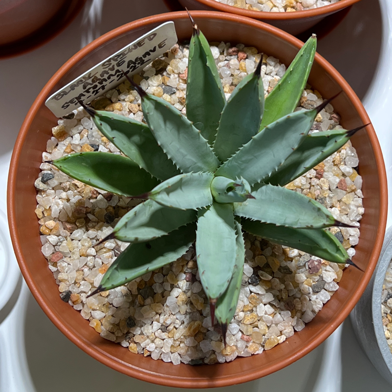 Photo of the plant species Black-Spined Agave by @Mera named Black Spined Agave on Greg, the plant care app