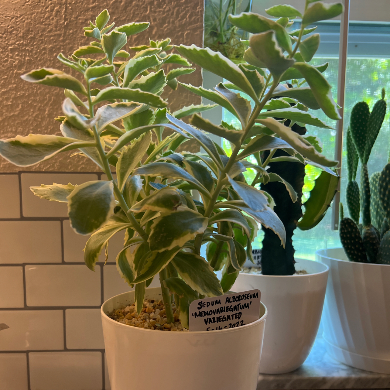 Photo of the plant species Mediovariegatum by @Mera named Sedum Alboroseum Mediovariegatum on Greg, the plant care app