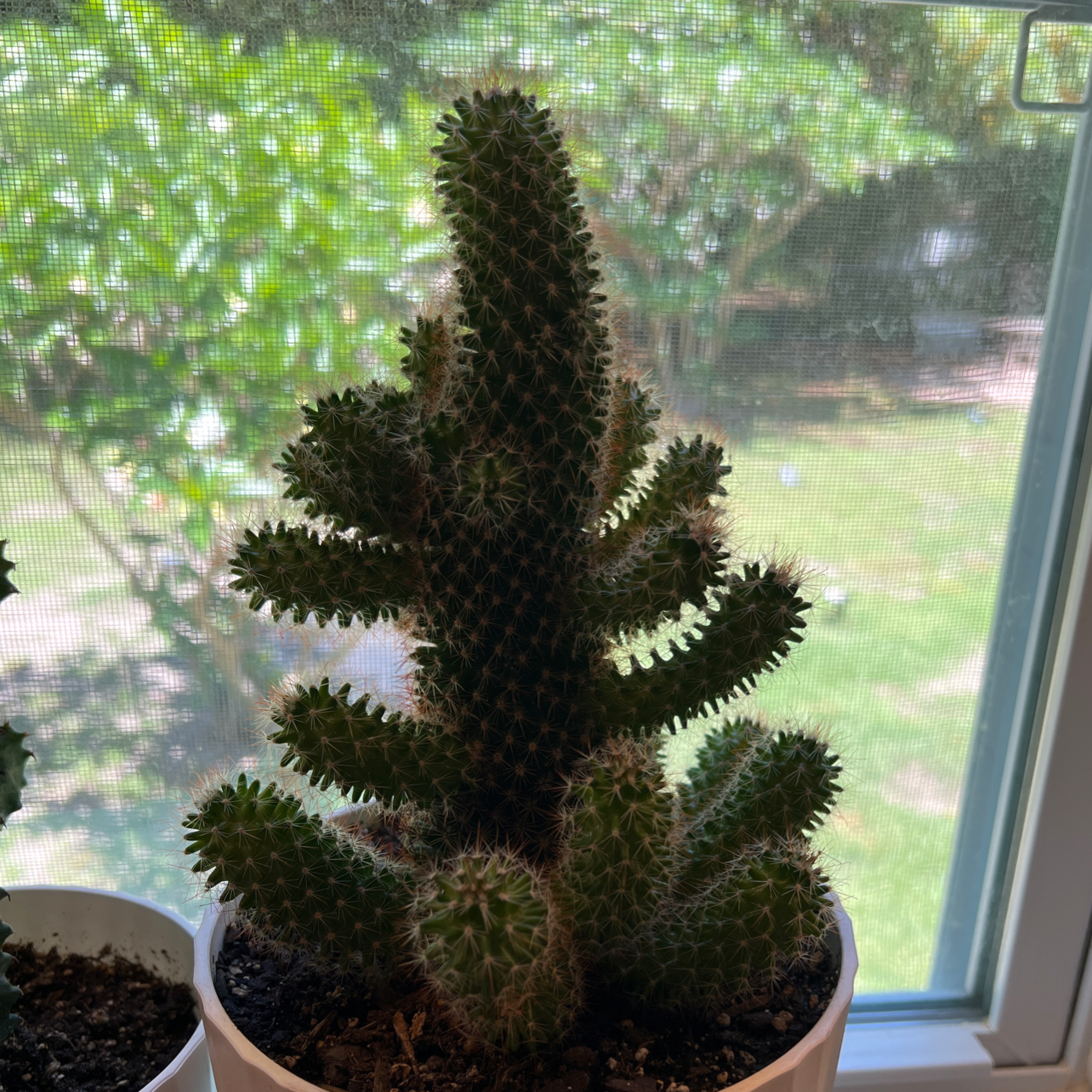 Navajo Bridge Prickly Pear cactus in a white pot by a window with a garden view.