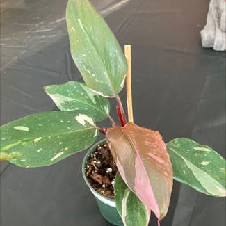 Pink Princess Philodendron plant in Worcester, Massachusetts