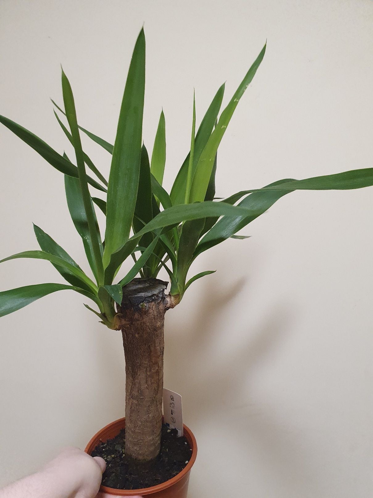 Yucca 'Solaris' How Much Water & Light Does it Need to Thrive?