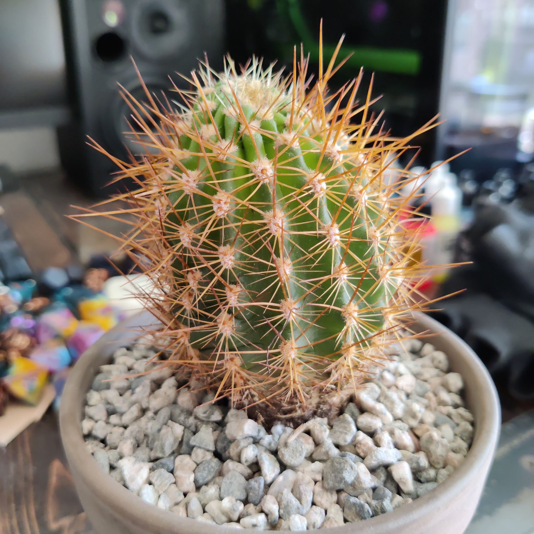 Torch Cactus (Echinopsis spachiana) in a pot with gravel, healthy and vibrant.