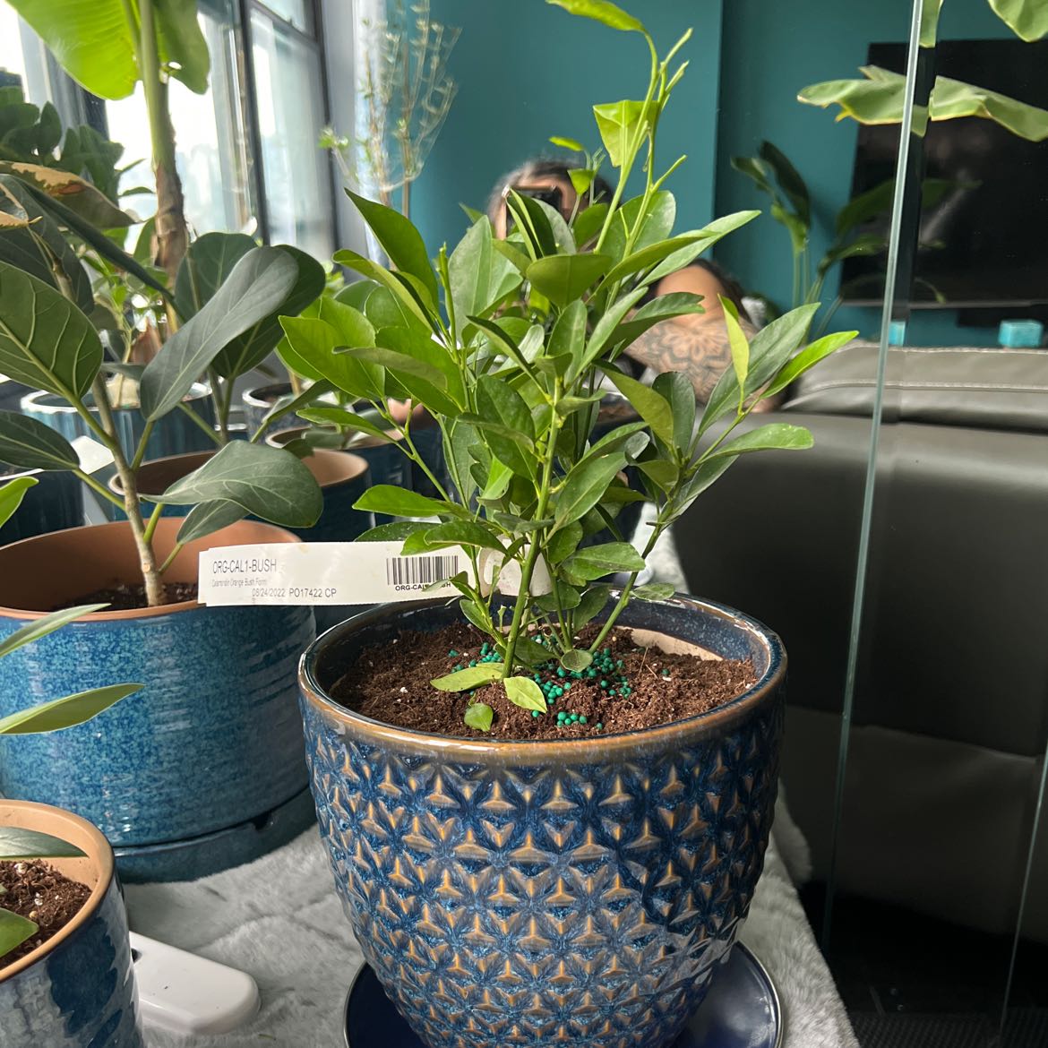 Potted Calamondin plant with healthy green leaves in a blue patterned pot.