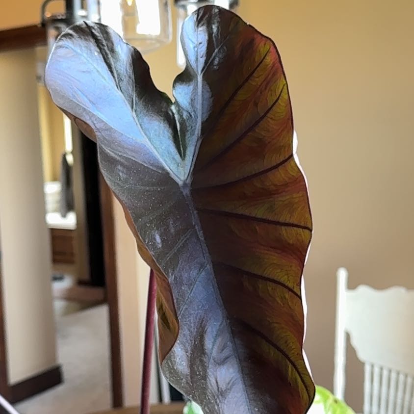 Photo of the plant species Black Coral Elephant Ear by @MellowTamarind named Athena on Greg, the plant care app