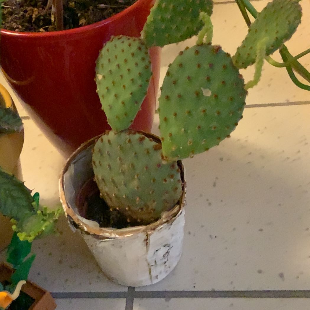 Small Barbary Fig cactus in a white pot with visible soil, well-framed and focused.