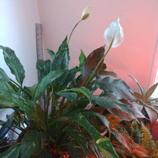 Peace Lily plant in Baltimore, Maryland