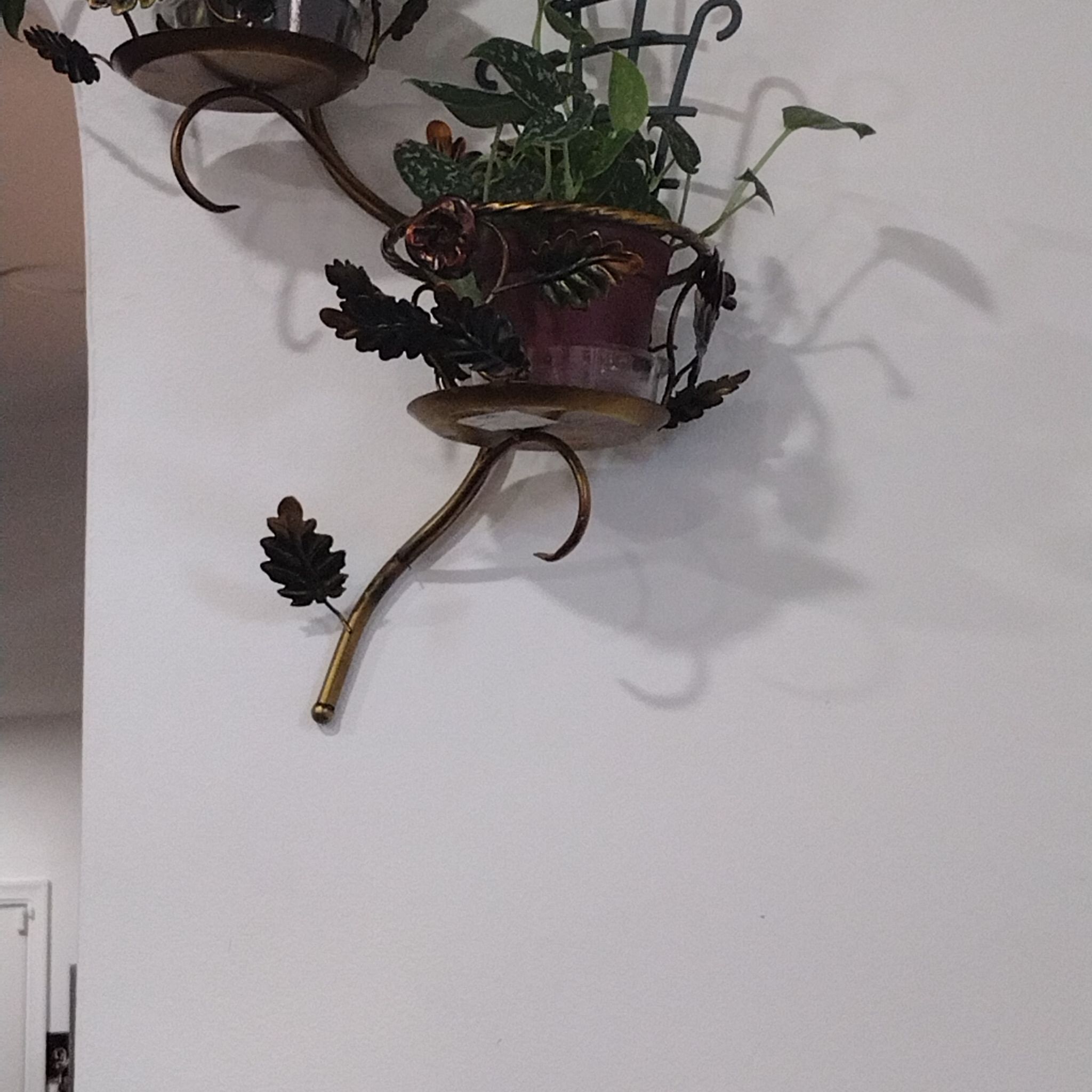 Potted Silver Stripe Philodendron mounted on a wall, leaves appear healthy.