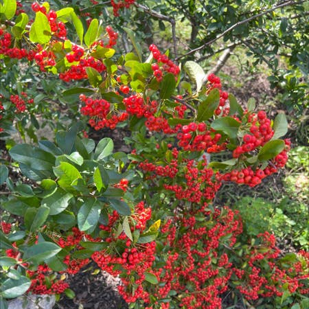 Photo of the plant species Firethorn by Rookieplantlady named Beckham on Greg, the plant care app