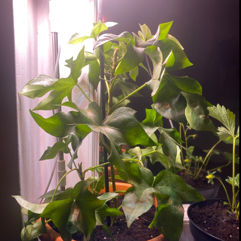 Healthy Tree ivy plant with vibrant green leaves in a pot.
