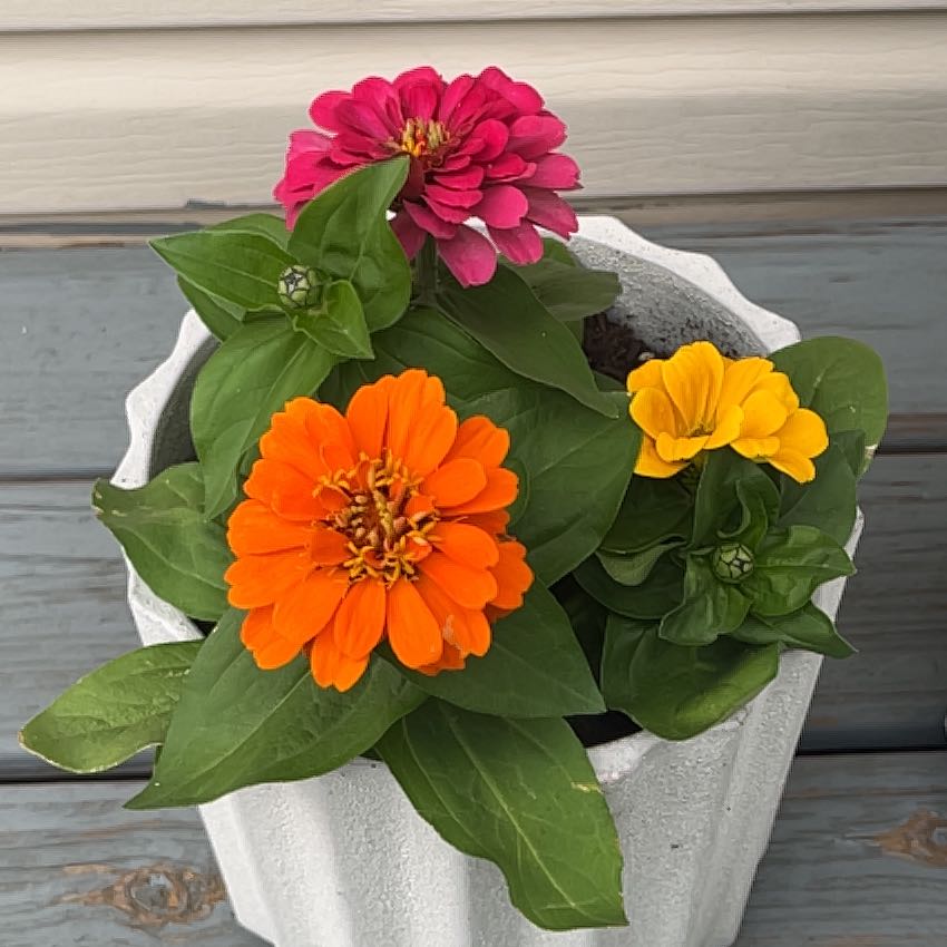 Potted Common Zinnia plant with vibrant orange, pink, and yellow flowers.