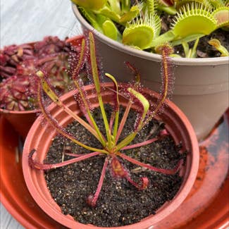 Cape Sundew plant in Somewhere on Earth