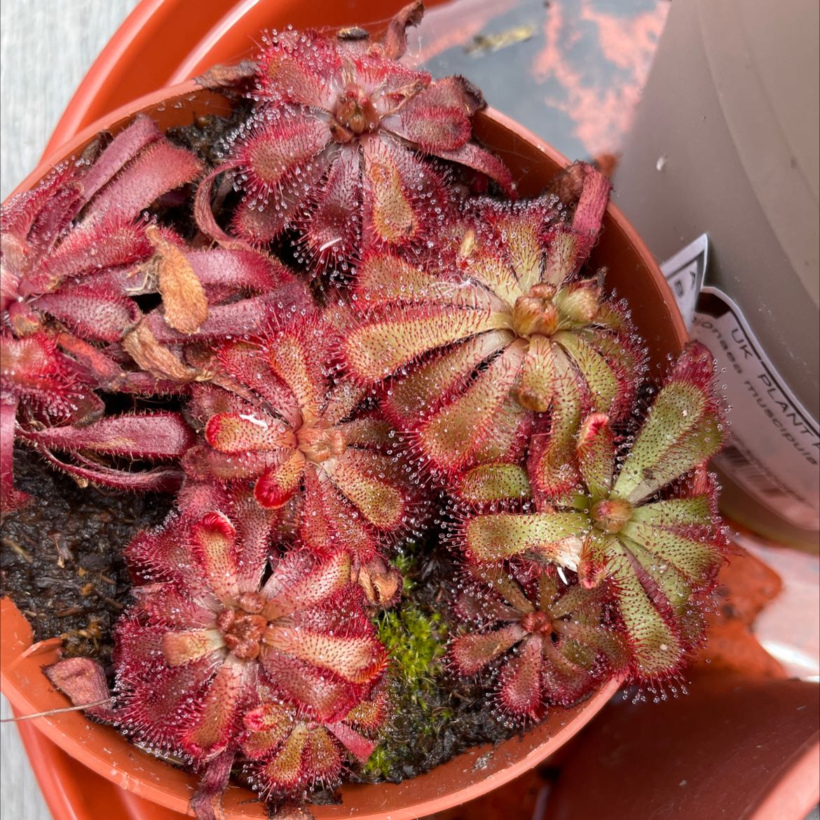 Spoon-Leaved Sundew plant in a pot with vibrant red and green leaves.