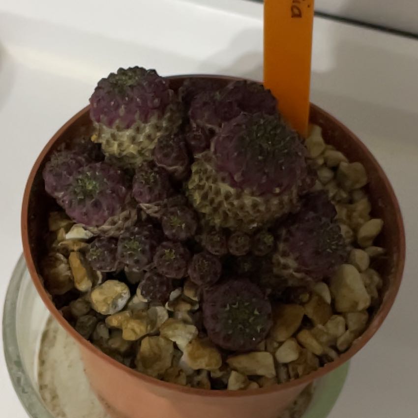 Photo of the plant species Sulcorebutia by @Kaileena named Denali on Greg, the plant care app
