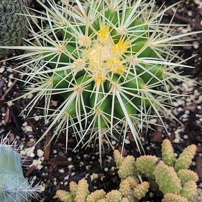 Photo of the plant species Echinocereus cinerascens by @JuicyApplerose named Dolores on Greg, the plant care app