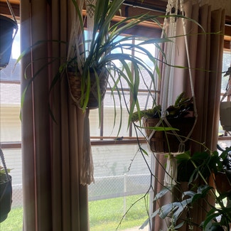 spider plant plant in Saint Joseph, Missouri