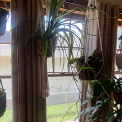spider plant plant