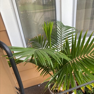 Majesty Palm plant in Saint Joseph, Missouri