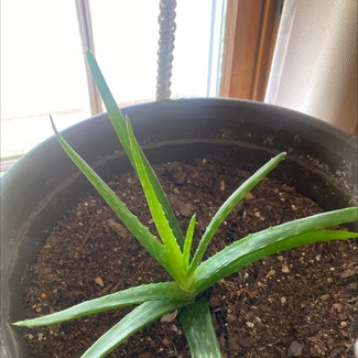 Aloe Vera plant in Saint Joseph, Missouri
