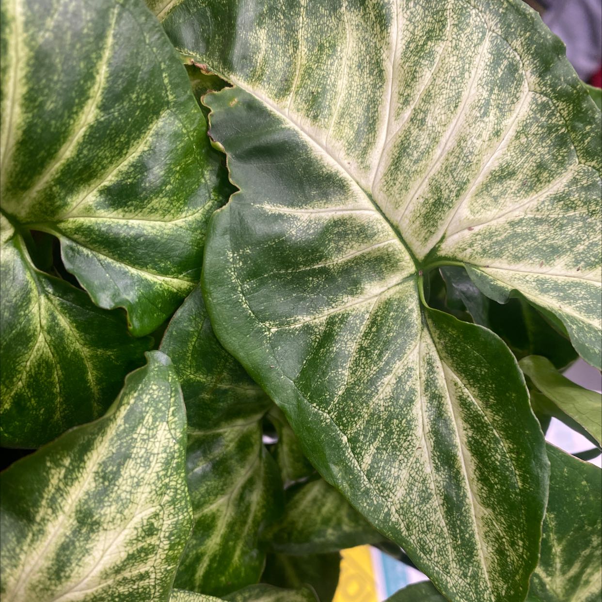 Photo of the plant species sygonium pixie by @A.J. named Turkey on Greg, the plant care app