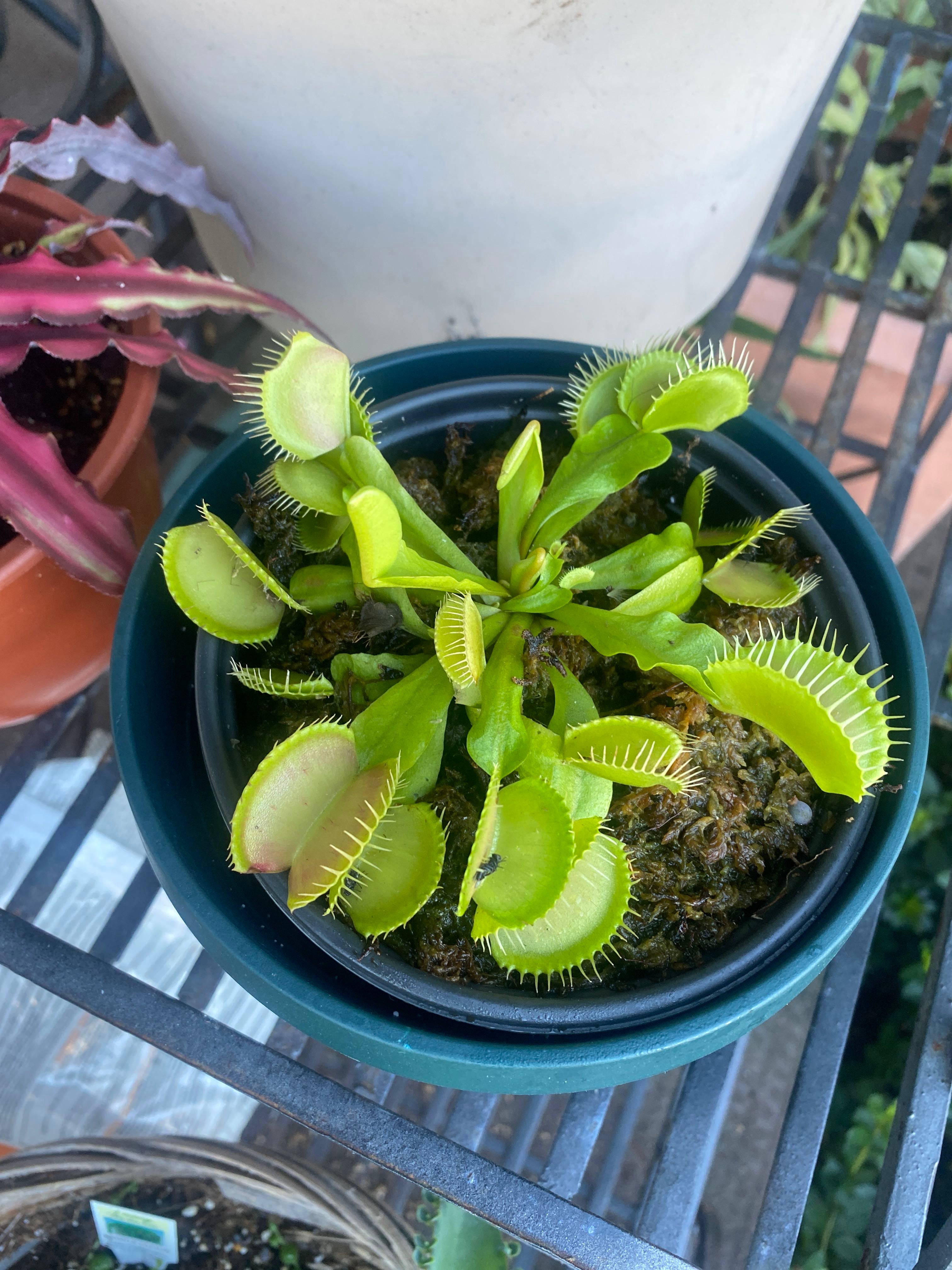 My Venus fly trap is doing great!! We have grown m..