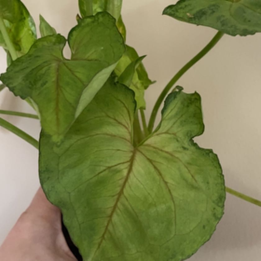 Photo of the plant species Bob Allusion Arrowhead Plant by @A.J. named Hamilton on Greg, the plant care app