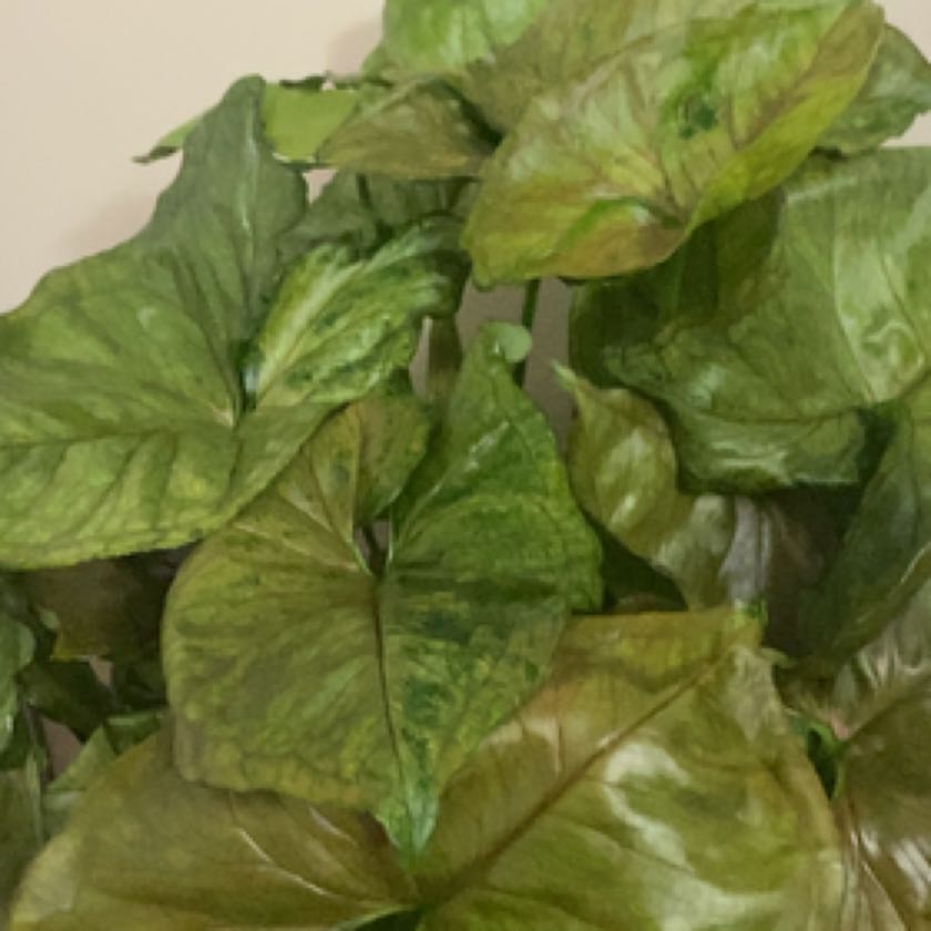 Photo of the plant species Bob Allusion Arrowhead Plant by @A.J. named Huckleberry Fern on Greg, the plant care app