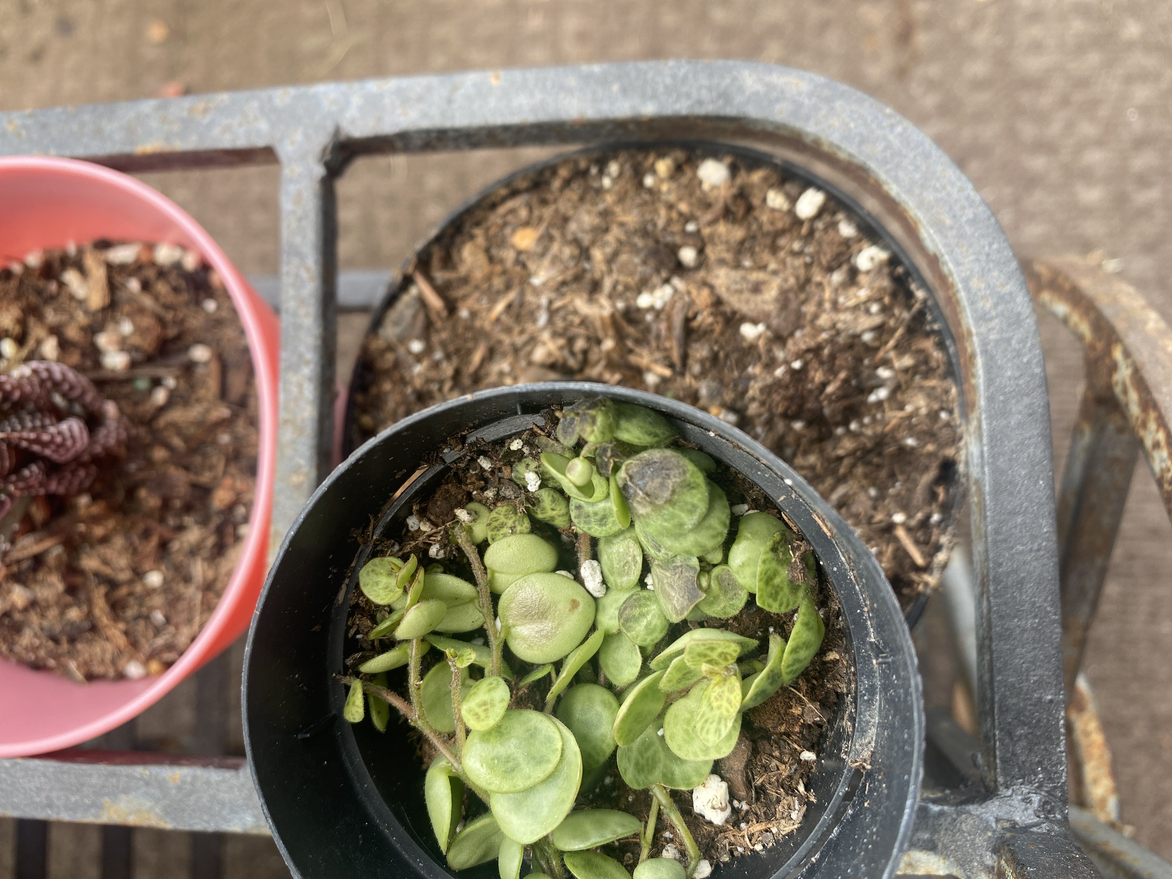 Photo from the post