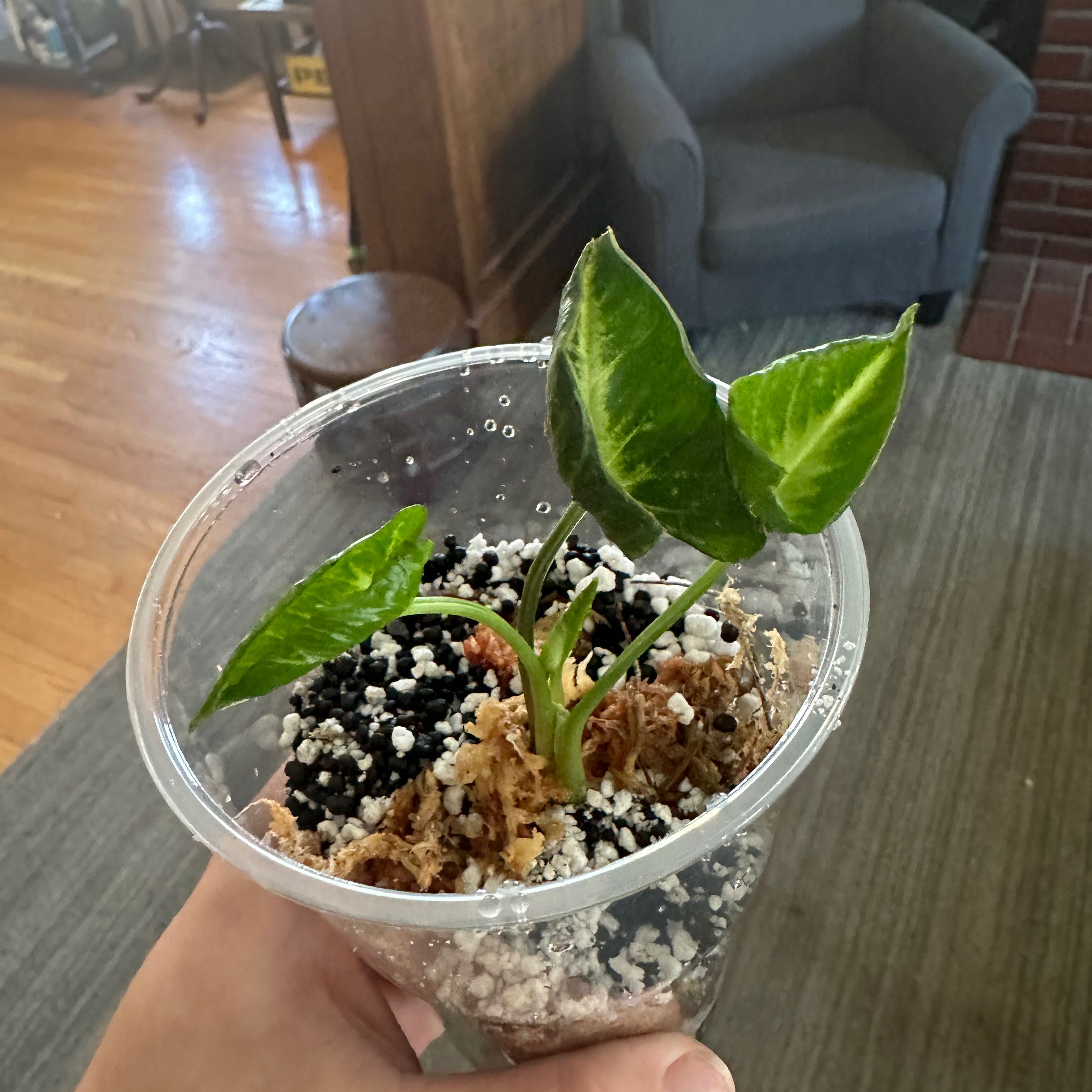 Photo of the plant species Syngonium by @A.J. named Baby Zilla on Greg, the plant care app