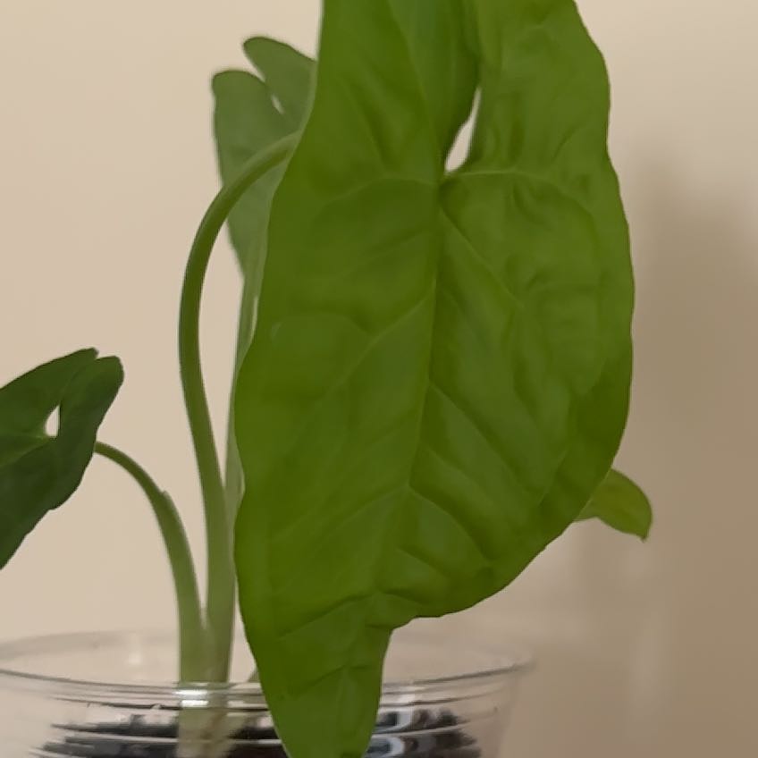 Photo of the plant species Syngonium steyermarkii by @A.J. named Stone on Greg, the plant care app