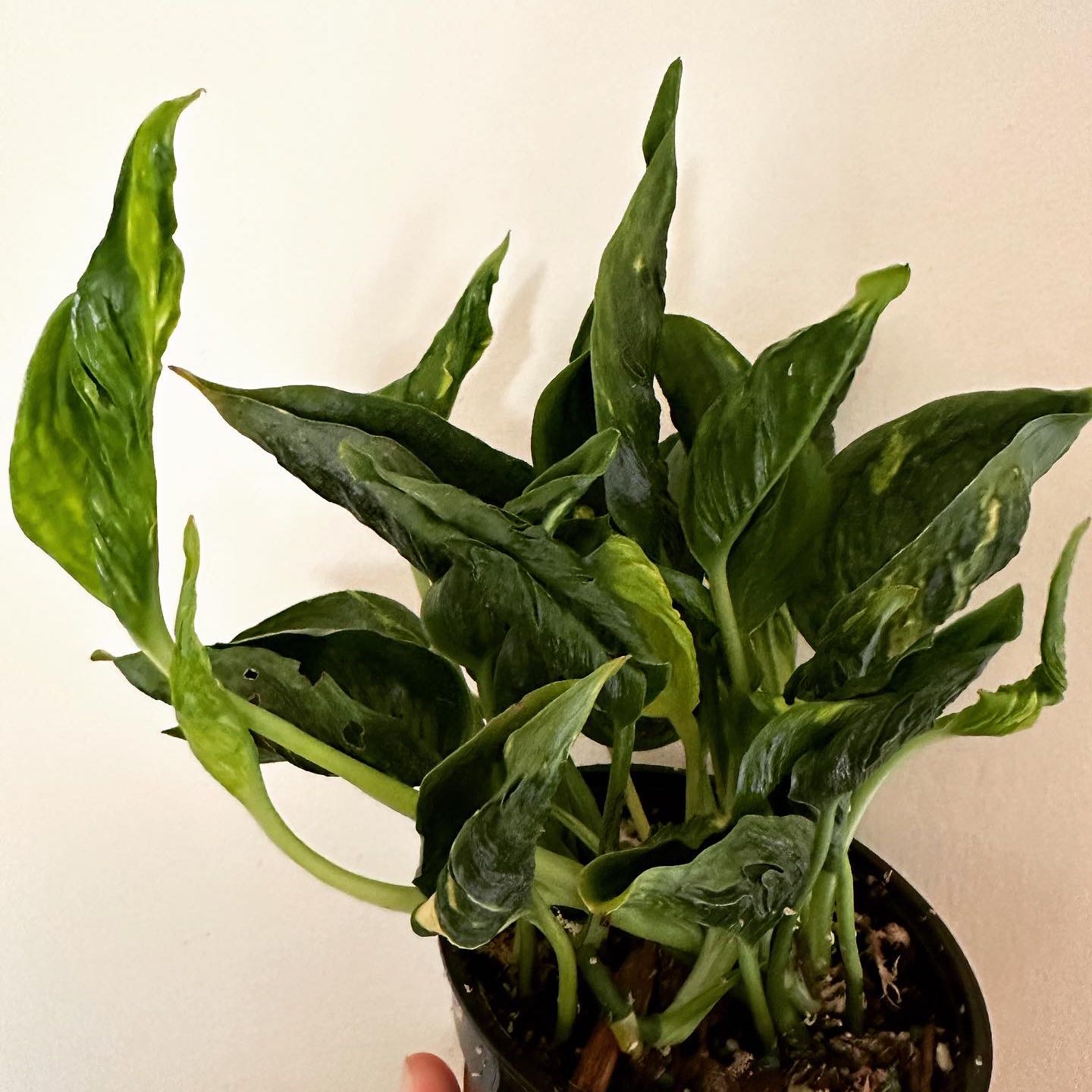 Pothos 'Shangri La' plant with healthy green leaves in a pot, slightly curled leaves.