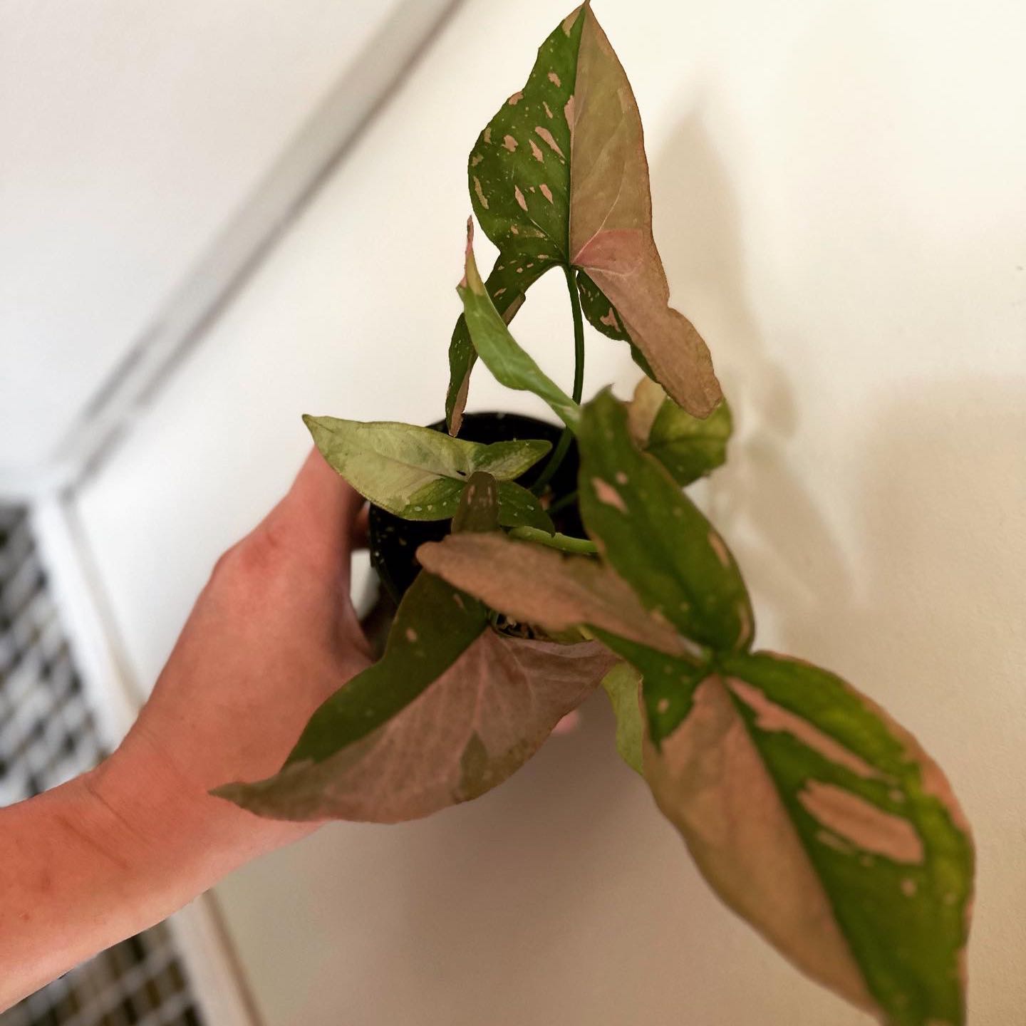 Pink Splash Arrowhead Vine with browning and damaged leaves, held by a hand.